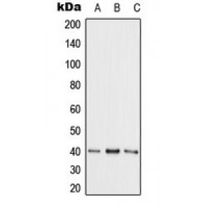 LifeSab™ Adenosine Kinase Rabbit pAb (50 µl)