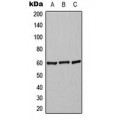 LifeSab™ Alpha-2C Adrenergic Receptor Rabbit pAb (50 µl)