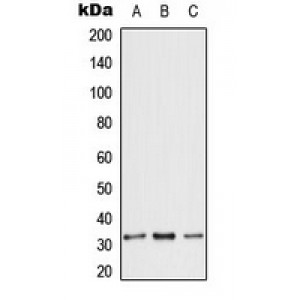 LifeSab™ ANT3 Rabbit pAb (50 µl)