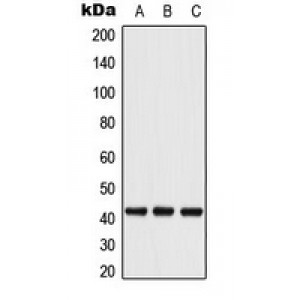 LifeSab™ ATF4 (pS245) Rabbit pAb (50 µl)