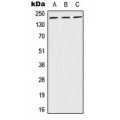 LifeSab™ BRCA1 (pS1524) Rabbit pAb (50 µl)