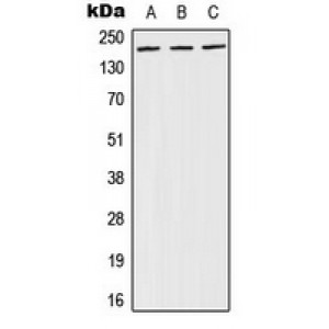 LifeSab™ BRCA1 (pS1524) Rabbit pAb (50 µl)