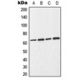 LifeSab™ CDC25B Rabbit pAb (50 µl)