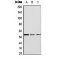 LifeSab™ CDK8 Rabbit pAb (50 µl)