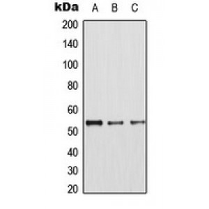 LifeSab™ CDK8 Rabbit pAb (50 µl)