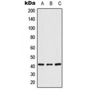 LifeSab™ CRK Rabbit pAb (50 µl)