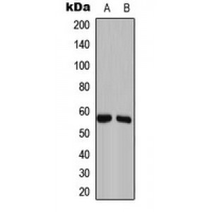 LifeSab™ GAS8 Rabbit pAb (50 µl)