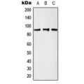 LifeSab™ GCN5 Rabbit pAb (50 µl)