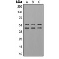 LifeSab™ GSK3 alpha/beta (pY279/216) Rabbit pAb (50 µl)