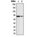 LifeSab™ GUCY1B2 Rabbit pAb (50 µl)