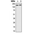 LifeSab™ HCFC1 Rabbit pAb (50 µl)
