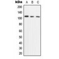 LifeSab™ HIF1 alpha Rabbit pAb (50 µl)