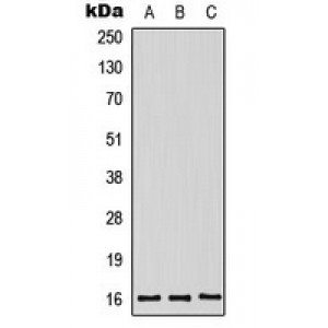 LifeSab™ Midkine Rabbit pAb (50 µl)
