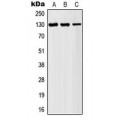 LifeSab™ AF4 Rabbit pAb (50 µl)