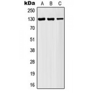 LifeSab™ AF4 Rabbit pAb (50 µl)