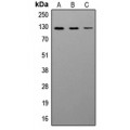 LifeSab™ CD56 Rabbit pAb (50 µl)