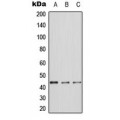 LifeSab™ ERK1 Rabbit pAb (50 µl)