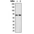 LifeSab™ NF-kappaB p65 (pS529) Rabbit pAb (50 µl)