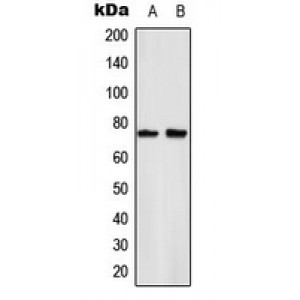 LifeSab™ NF-kappaB p65 (pS529) Rabbit pAb (50 µl)
