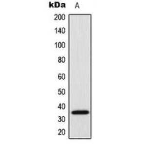 LifeSab™ SRSF7 Rabbit pAb (50 µl)