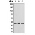 LifeSab™ Thymine DNA Glycosylase Rabbit pAb (50 µl)