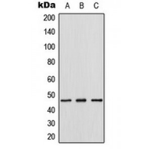 LifeSab™ Thymine DNA Glycosylase Rabbit pAb (50 µl)
