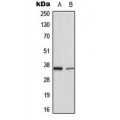 LifeSab™ TNFAIP1 Rabbit pAb (50 µl)