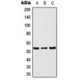 LifeSab™ p53 Rabbit pAb (50 µl)
