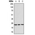 LifeSab™ Translin Rabbit pAb (50 µl)