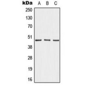 LifeSab™ AKAP5 Rabbit pAb (50 µl)