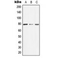 LifeSab™ ARNT2 Rabbit pAb (50 µl)