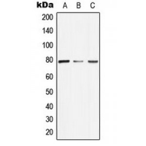 LifeSab™ ARNT2 Rabbit pAb (50 µl)
