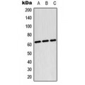 LifeSab™ TESK2 Rabbit pAb (50 µl)
