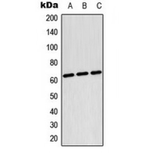 LifeSab™ TESK2 Rabbit pAb (50 µl)