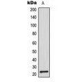 LifeSab™ CDC42EP2 Rabbit pAb (50 µl)