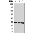 LifeSab™ Histamine H3 Receptor Rabbit pAb (50 µl)
