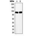 LifeSab™ ZHX2 Rabbit pAb (50 µl)