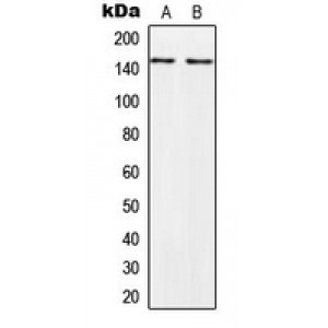 LifeSab™ PALLD Rabbit pAb (50 µl)