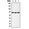 LifeSab™ ACSL6 Rabbit pAb (50 µl)