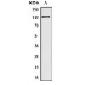 LifeSab™ SIN3B Rabbit pAb (50 µl)