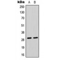 LifeSab™ CLIC4 Rabbit pAb (50 µl)