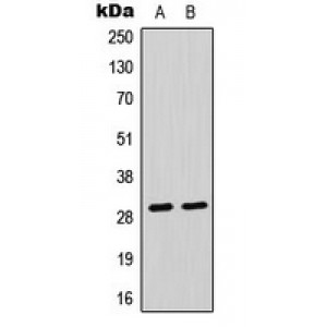 LifeSab™ CLIC4 Rabbit pAb (50 µl)