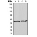 LifeSab™ HSPA14 Rabbit pAb (50 µl)