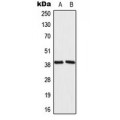LifeSab™ MRPL39 Rabbit pAb (50 µl)