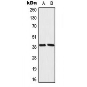 LifeSab™ MRPL39 Rabbit pAb (50 µl)