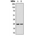 LifeSab™ MRPL16 Rabbit pAb (50 µl)