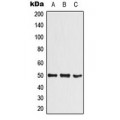 LifeSab™ SHARP1 Rabbit pAb (50 µl)