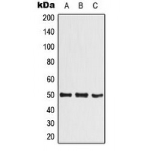 LifeSab™ SHARP1 Rabbit pAb (50 µl)