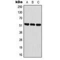 LifeSab™ BAIAP2L2 Rabbit pAb (50 µl)