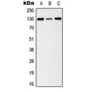 LifeSab™ EPHB1/2 (pY594/604) Rabbit pAb (50 µl)